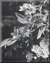 nigra Fig 34.