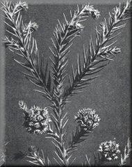 salicifolia Fig 35.