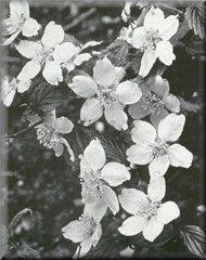 Acacia rubida Fig 53.