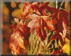 Plate 7a) Autumn colour