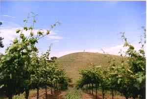GRENACHE PINOT GRIS SAUVIGNON BLANC ZINFANDEL Suisun Valley Grape