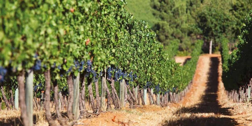 WINES & VINES Award winning and renowned Delaire Graff Estate wines rank among the most prestigious in the Southern Hemisphere, where our cutting edge 450-tonne