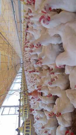Our Poultry Business