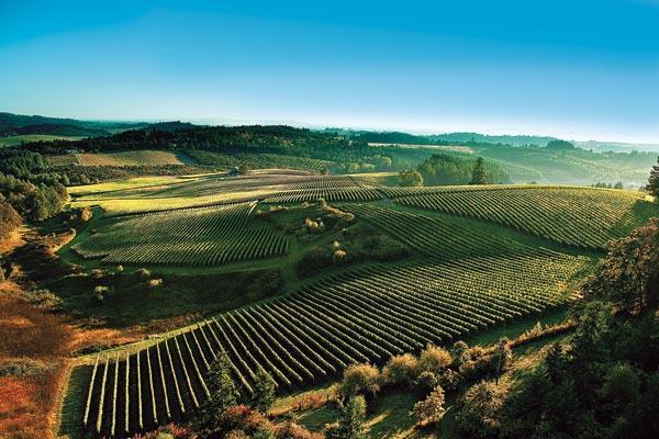 What s Next for Oregon Wine? Lessons from Sonoma County Dr.