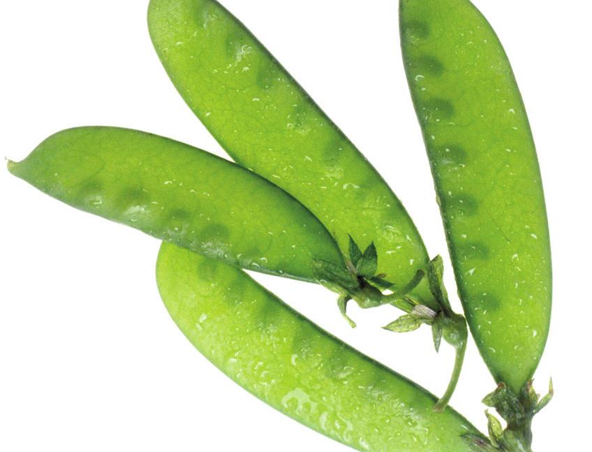 Snap Peas Pods are low in fiber Snap pods and eat with the peas inside Snow Peas Harvested as flat, tender pods- before peas develop Great in stir-fry to avoid over cooking Sout h