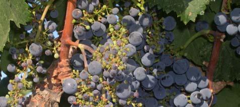 Reduced fruit set General guidelines: Sampling for nematodes in an established vineyard