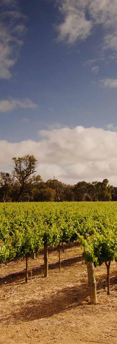 Barossa The Barossa is home to some of the world s most esteemed vineyards due to cool summers and rainy winters, which makes it perfectly suited for red wine production.