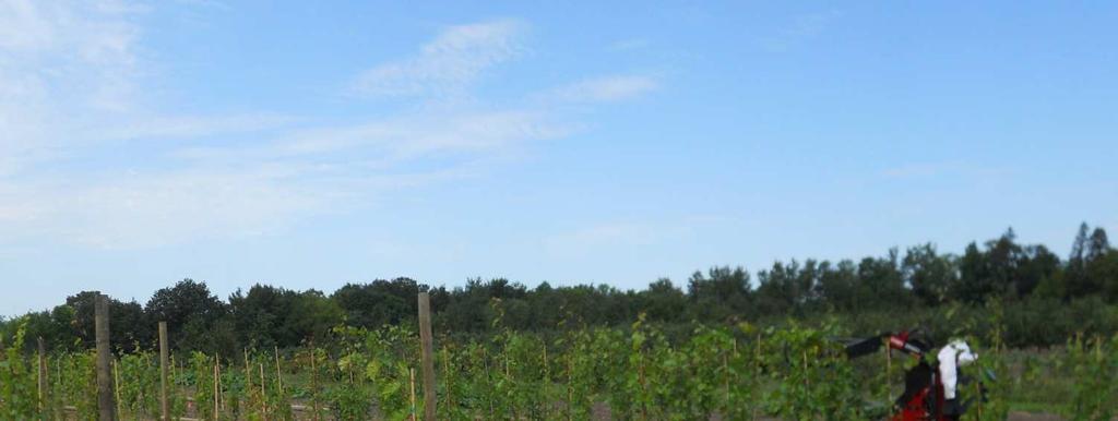 Cold Climate Grape Growing: Starting and