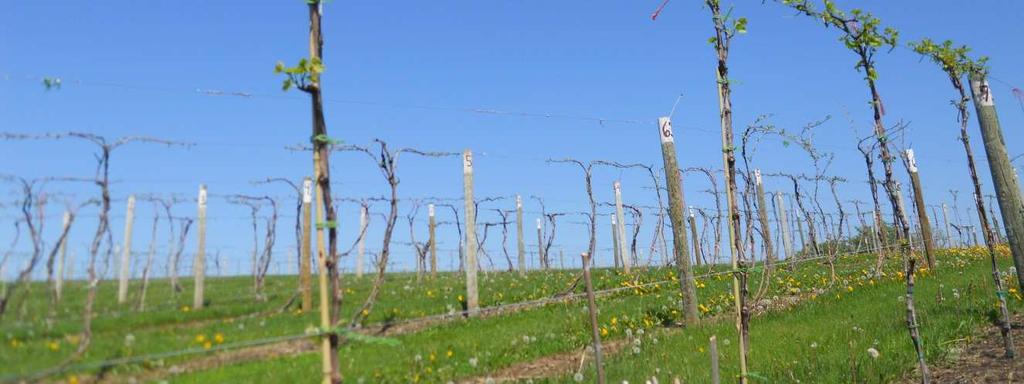 The Sustainable Vineyard Establishment