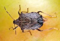 Brown Marmorated Stink Bug (Halymorpha halys) Rank: 2 Description: The Brown Marmorated Stink Bug (BMSB) is a major agricultural pest that is highly mobile and capable of spreading rapidly as