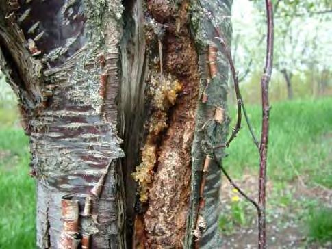 Most MI cherries are harvested mechanically and shakers can cause damage to trunks Trunk damage increases