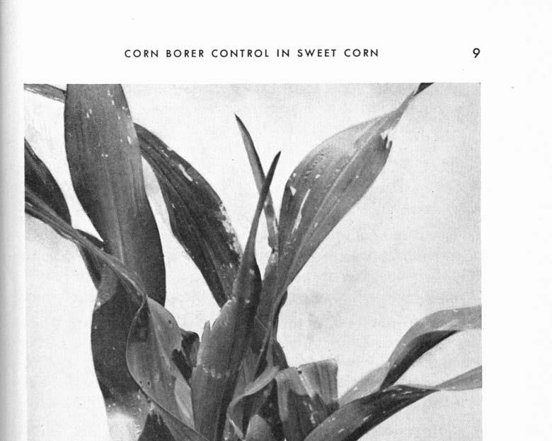 CORN BORER CONTROL IN SWEET CORN 9 Corn borers feed on the leaves while the leaves are in the