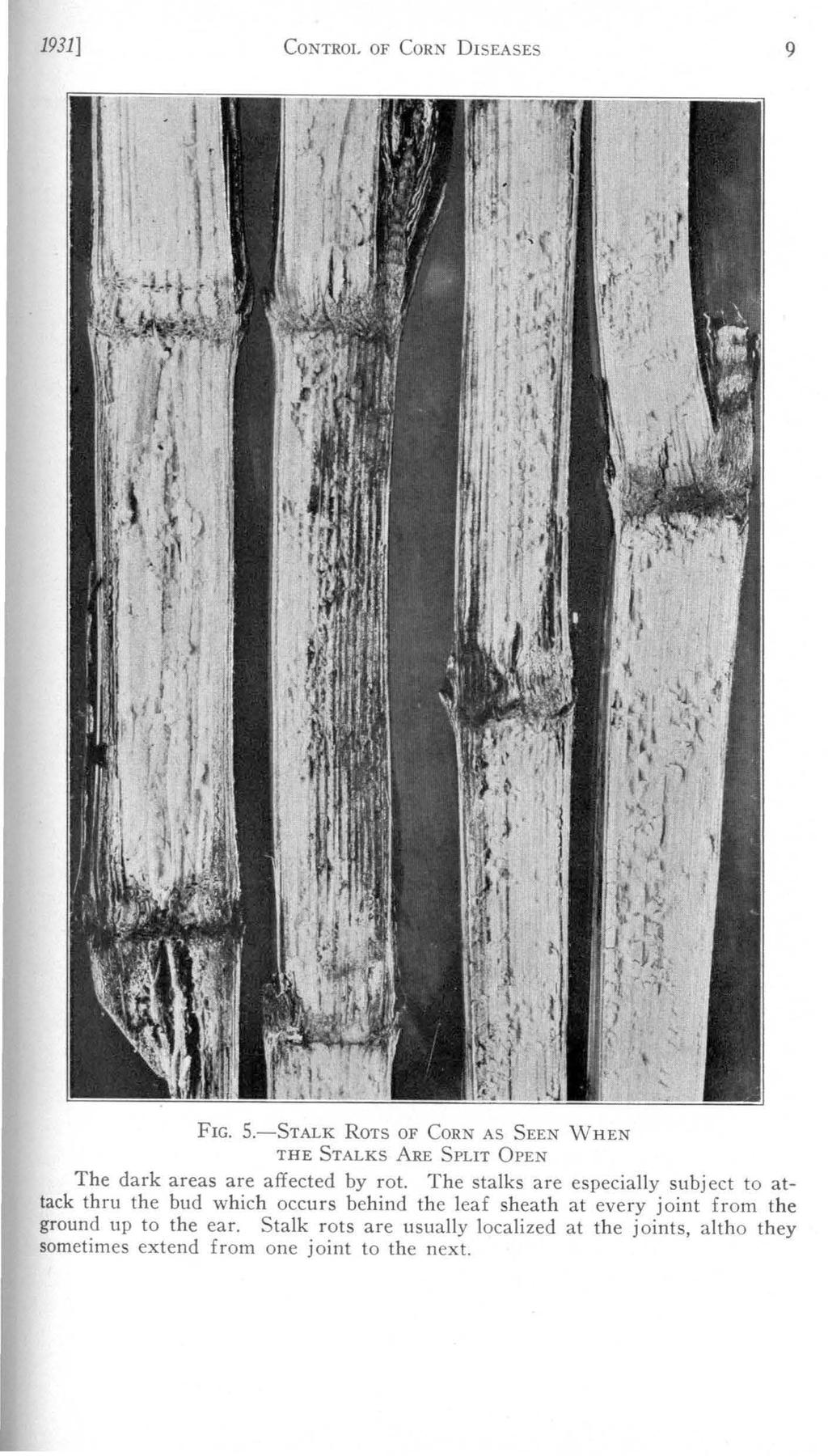 1931] CoNTROL OF CoRN DisEASEs 9 FIG. 5.-STALK ROTS OF CORN AS SEEN WHEN THE STALKS ARE SPLIT OPEN The dark areas are affected by rot.
