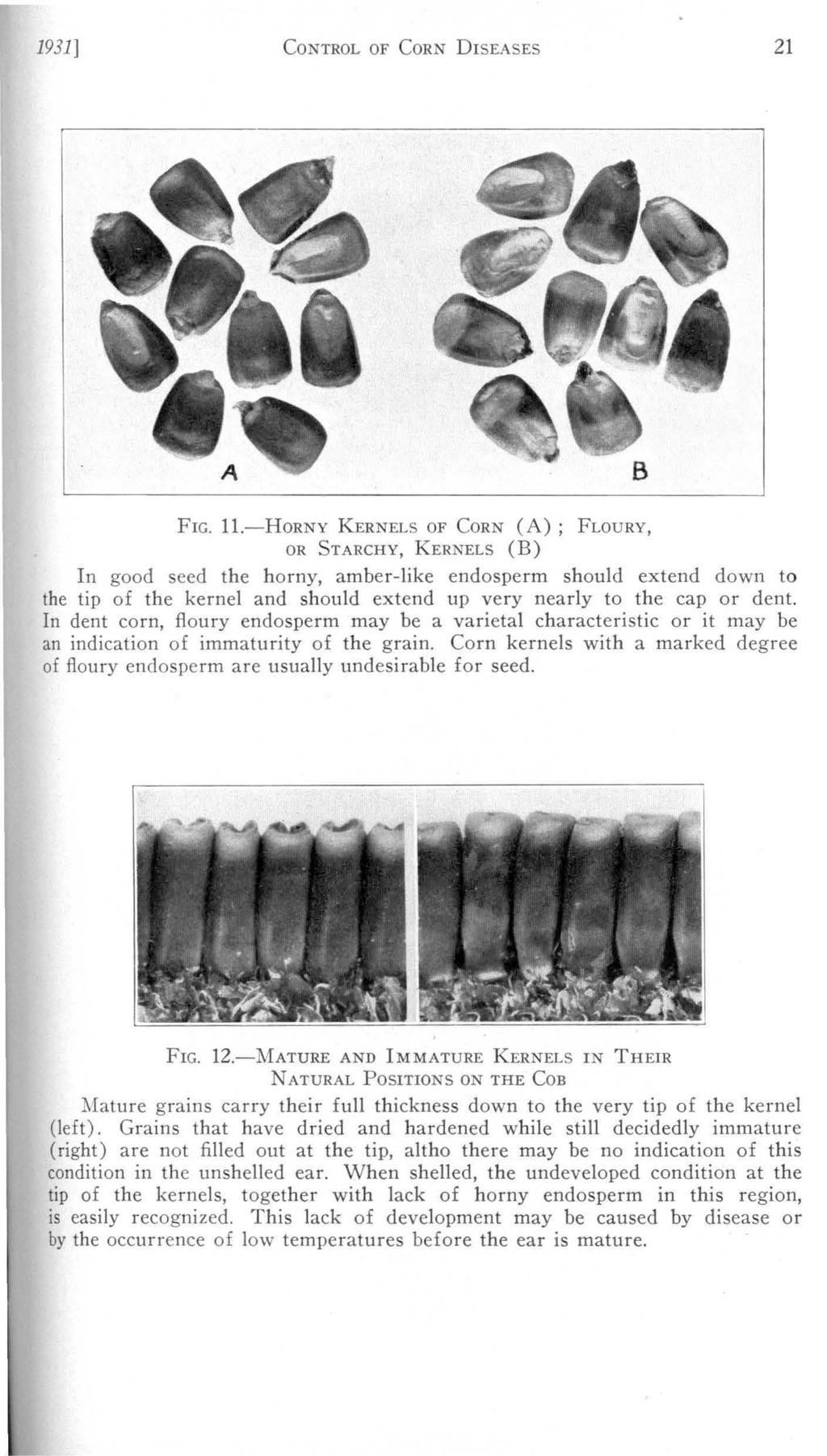 1931] CoNTROL OF CoRN DISEASEs 21 FIG. 11.