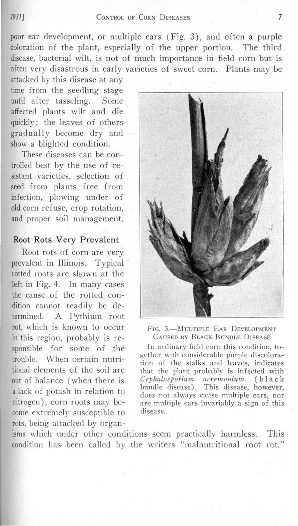 1931] CoNTROL OF CoRN DISEASES 7 poor ear development, or multiple ears (Fig. 3), and often a purple coloration of the plant, especially of the upper portion.