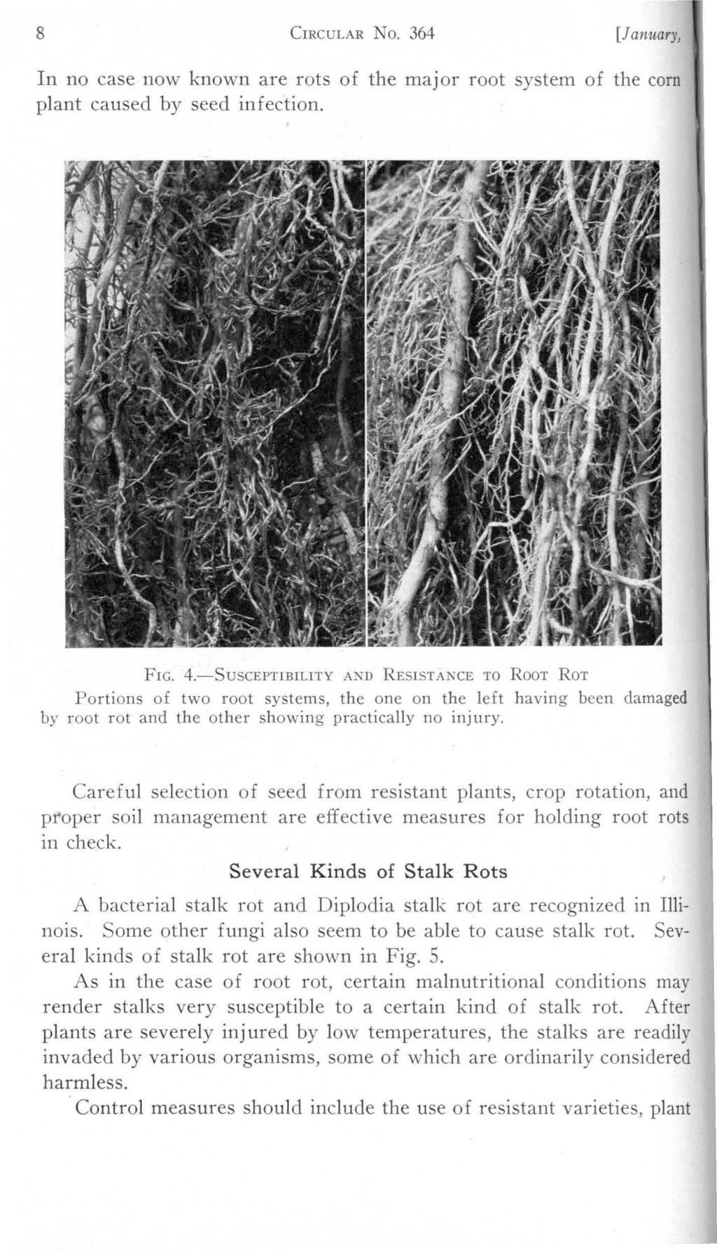 8 CIRCULAR N0. 364 [January, In no case now known are rots of the major root system of the corn plant caused by seed infection. FIG. 4.