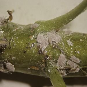 Apple mealybug are yellow/green in appearance and egg masses are cigar shaped, while grape mealybug is pink/purple with two tails and egg masses are masses of fluff.