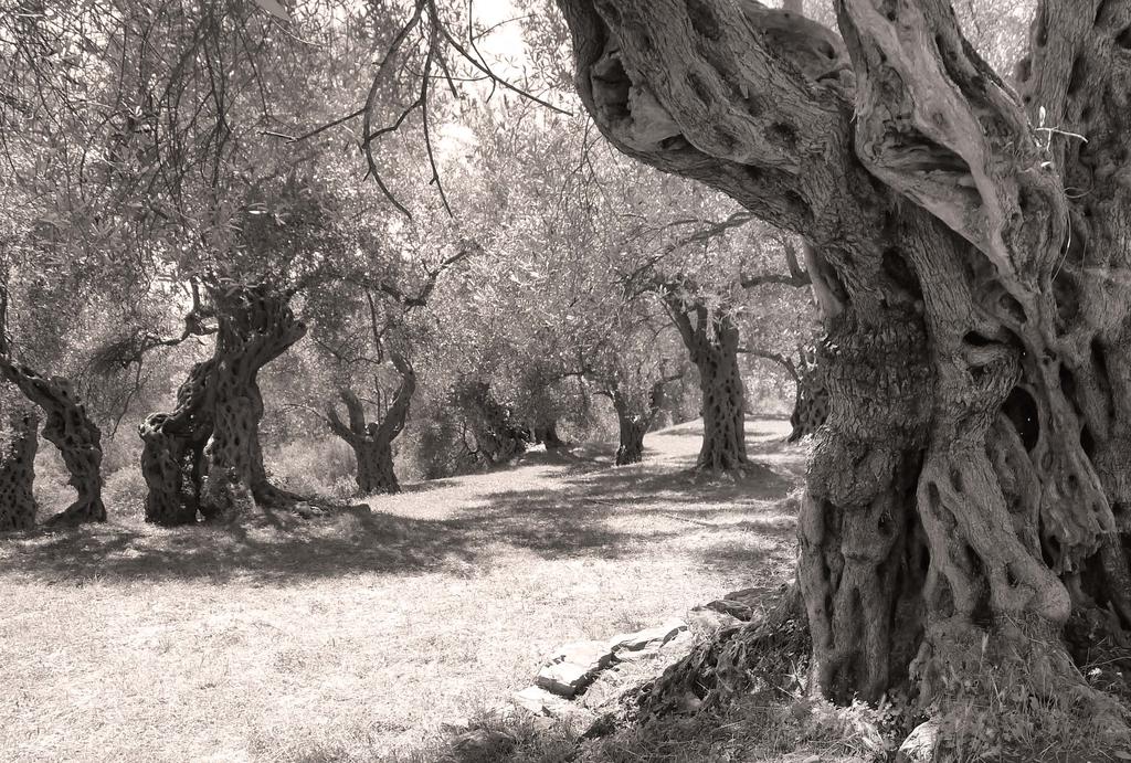 Natural Monuments The sun-drenched groves of southern Montenegro are home to some of the oldest olive trees in the world.