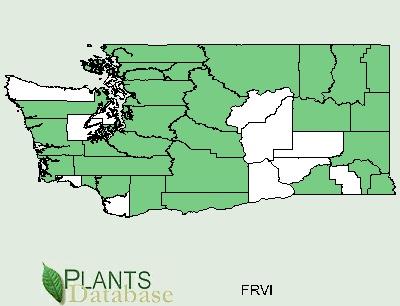 Washington State Distribution Map: Climate and elevation range: Local habitat and abundance; may include commonly associated species: Plant strategy type / successional stage: Map source: