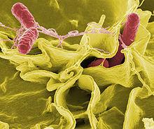 Salmonella as a public health problem Salmonella spp.