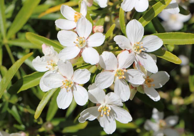 2018 FLAVOR INSIGHT REPORT Aromatic and delicate, the orange blossom is the very flower of the orange tree that has historically been used in perfume making.