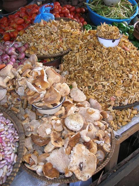Wild edible mushrooms and their marketing potential in the Selous-Niassa Wildlife Corridor, Tanzania Second study
