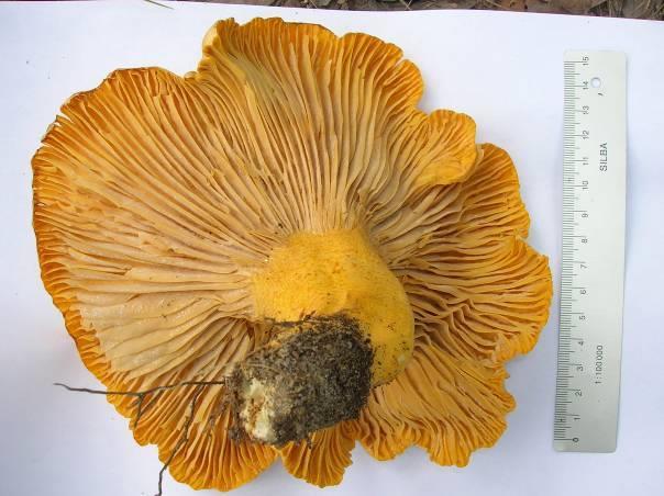 Fig. 5. Giant Cantharellus isabellinus at Mihaane near Hulia.