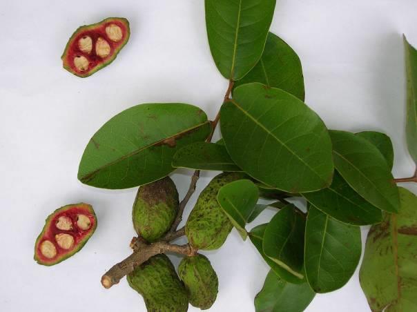 Wild fruits like Flacourtia indica (Ndawa tawa 1 ), Hexalobus monopetalus (Mkungumwale 2 ), Syzygium cuminii, Uapaca kirkiana (Mhuko mkurunga 2 ), Tamarindus indica (Mkwaju 3 ) and Ximenia americana