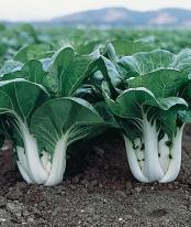 Widely adapted variety performs extremely well under stressful conditions from both