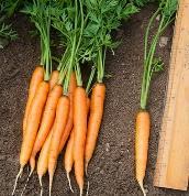 Carrots (Daucus carota var.