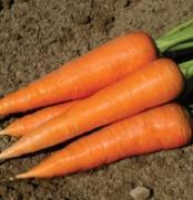 tip at 3-4 long. Great for bunching and marketing as true baby carrots. Sweet flavor.