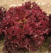 30 Red Oakleaf Red Saladbowl Radiant burgundy-red, deeply lobed, delicate oak-like