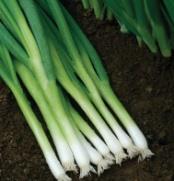 Onions (Allium cepa) Evergreen Hardy White The most winter-hardy bunching onion.