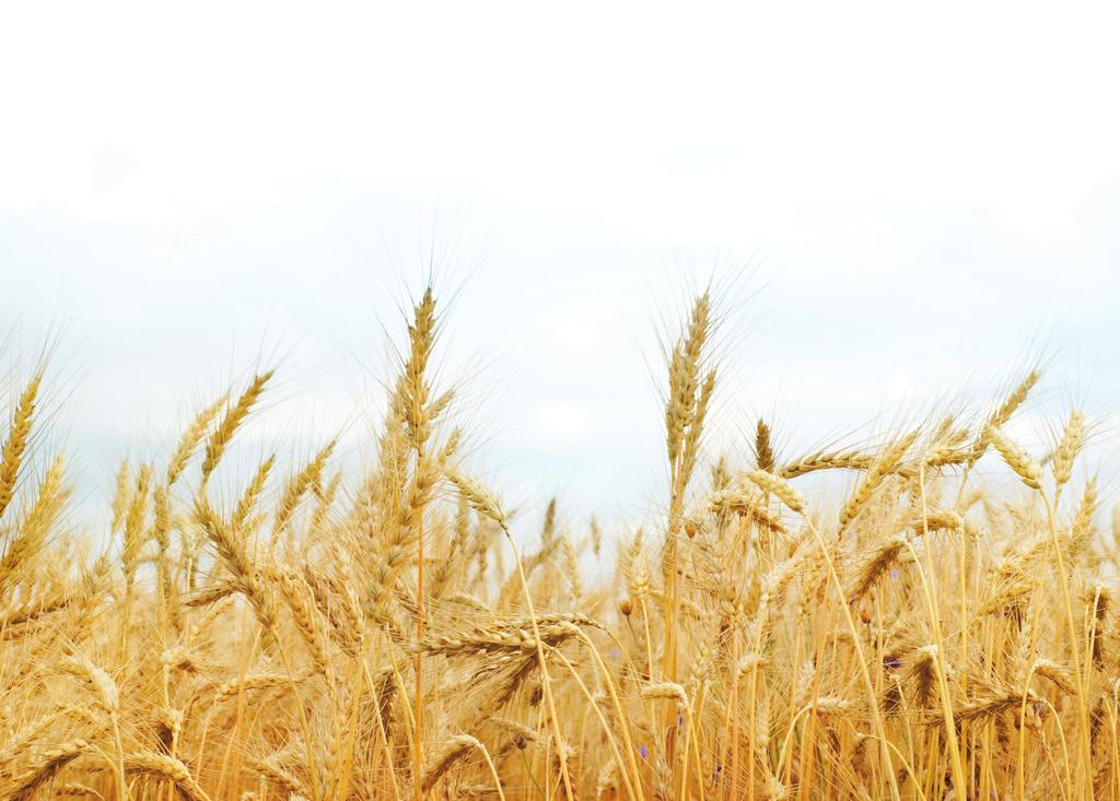 National Wheat Overview Wheat Major Classes This fall seeded wheat is a versatile The six major classes of U.S.