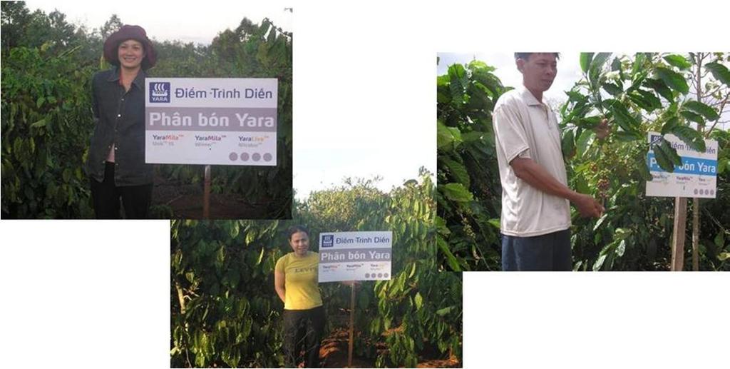 Traditional practice versus Balanced nutrition - Experiences from 50 trials with Robusta in Vietnam Two plots on each of the farmer s field 120