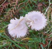 Snowy waxcap (and right).