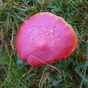 Splendid waxcap (Hygrocybe splendidissima) The splendid waxcap is a very distinctive red toadstool.