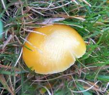 Butter waxcap (and right). Common jelly spot.