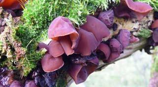 Jew s ear (Auricularia auricula-judae) This spectacular purple-brown fungus is seen growing on the branches of living and dying broad-leaved trees, such as elder.