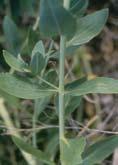 Perennial pepperweed Other common names: tall whitetop, giant whiteweed, perennial peppergrass Lepidium latifolium L.