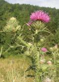 Plumeless thistle Other common names: spiny plumeless thistle, welted thistle Flower: Single or clusters of 2 to 5 flower heads, terminal reddish-purple flower heads approximately 2.0 to 5.0 cm wide.