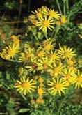 Tansy ragwort Other common names: Common ragwort, staggerwort Flower: Numerous, terminal flat-topped clusters of bright yellow daisylike flowers Flower head bracts black tipped, arranged in a single