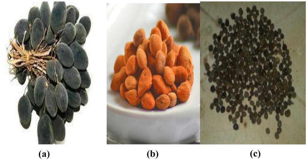 Figure 1. Pictorial view of (a) unshelled, (b) shelled and (c) kernel of Dialium guineense fruit. 2.2. Determination of physical properties of unshelled, shelled and kernel of Dialium guineense fruit 2.