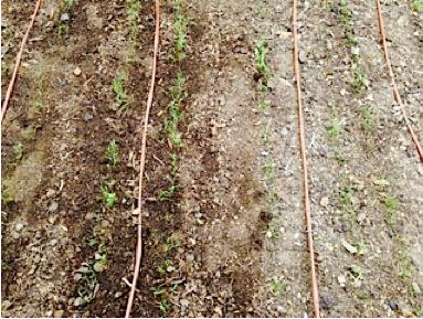 territorialseed.com. All varieties had expected days to germination listed as 6-21 days. Carrots require little nitrogen, so existing soil was not amended.