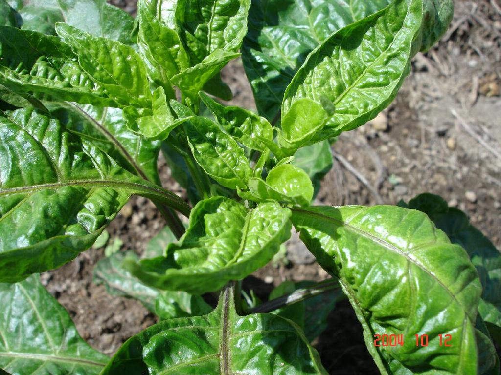 Slight Leaf Curl on Hot Peppers (Capsicum chinense var West Indies Red) St.