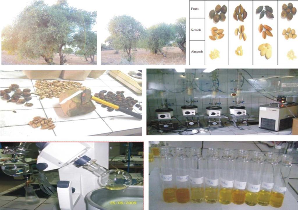 yield and other fruit components over two seasons (4 th and 5 th season), three trees per group were selected: four groups (I, II, III and IV) from Ait Melloul, one group from Argana (V) and the