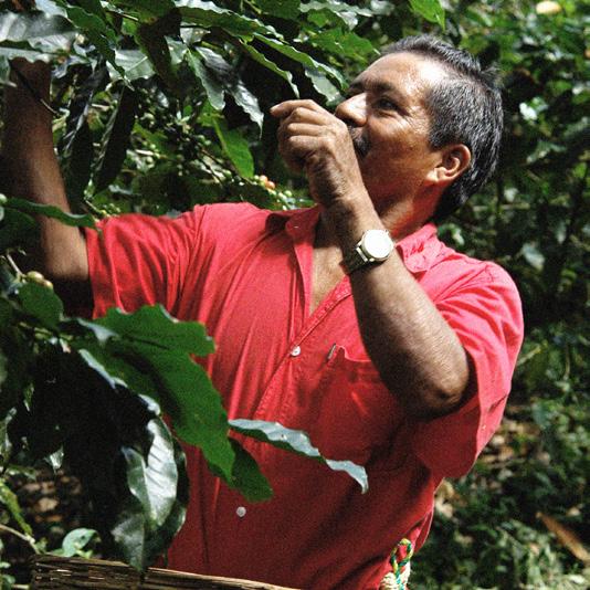 We need a lot of exceptional coffee beans that we are proud to use. Consistently and dependably. And that s not simple. And that s where Fairtrade begins to matter to us.