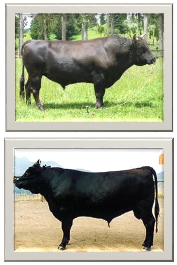 Why Wagyu Matters The Wagyu breed has the unique genetic ability to store fat in the muscle as marbling. Wagyu is the highest marbling breed in the world.