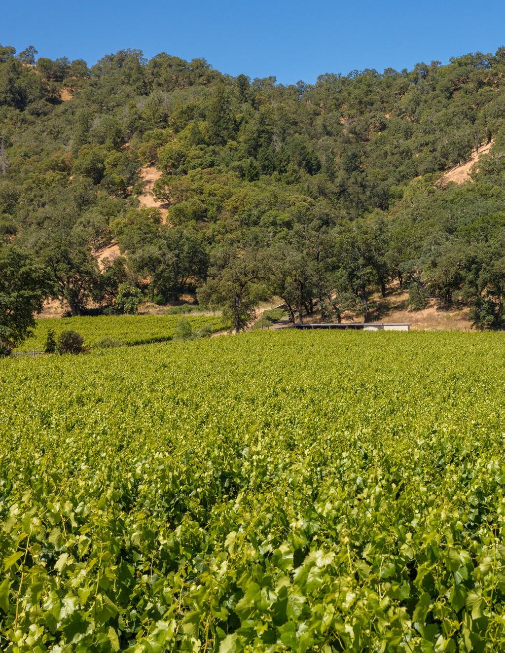 Located in highly desirable Mendocino County, this income property includes a 14 +/- acre Chardonnay vineyard that is leased and farmed by a successful local management company.
