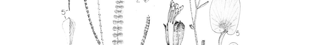 dorsal view; 4) flower + bract; 5) banner, half-profile and ventral views; 6)